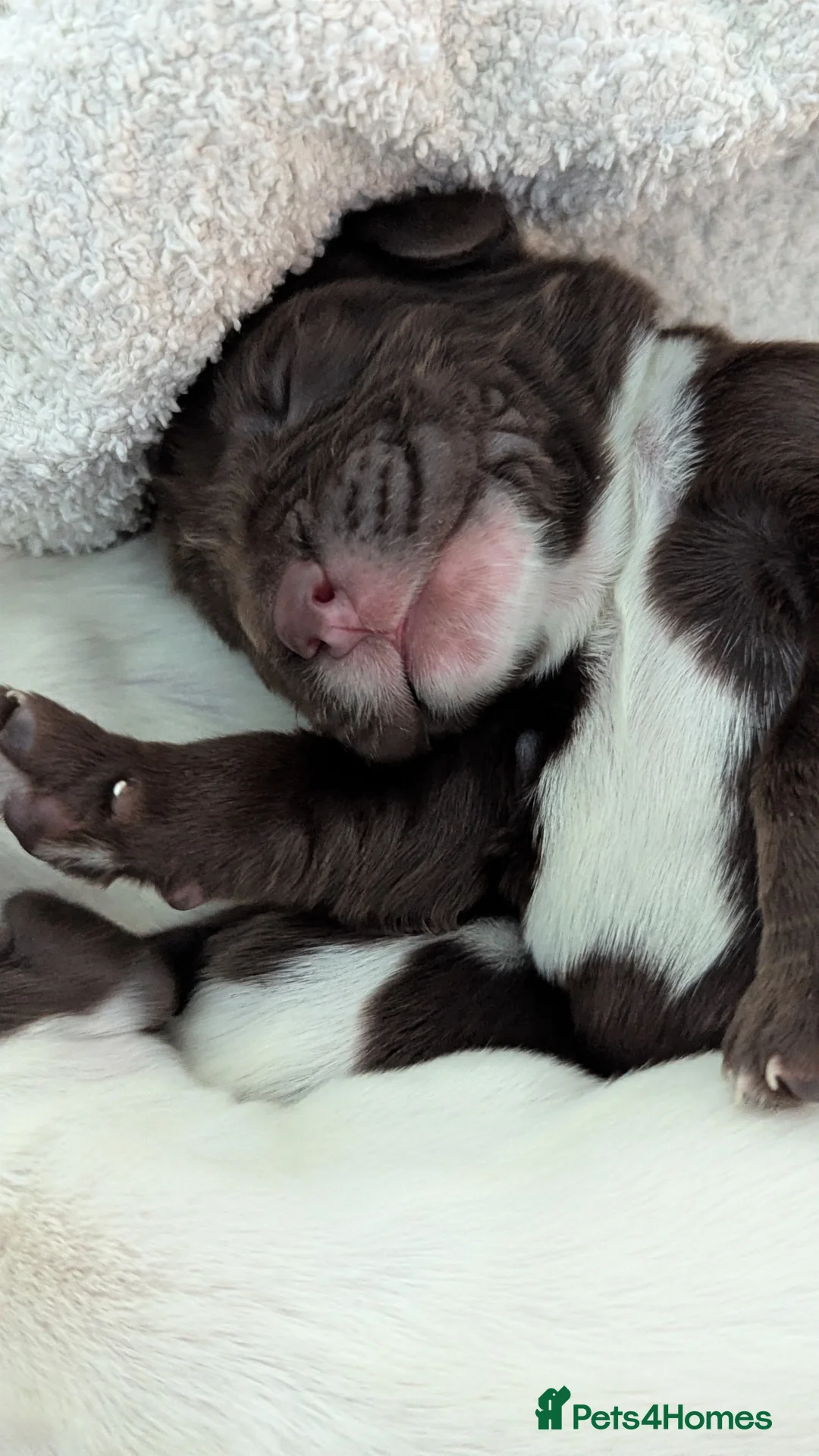 Sprocker dogs for sale: Sprocker Puppies - Cocker x Springer Spaniel - Advert 6