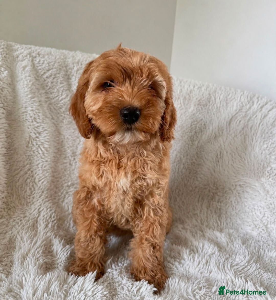 Cockapoo dogs Beauitfuil golden cockapoo girl  - Advert 4