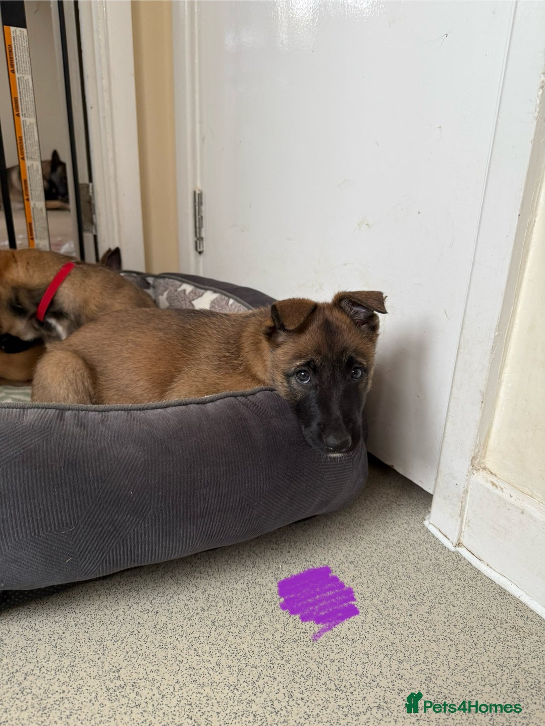 Belgian Shepherd Dog dogs for sale: Belgian Malinois puppies🐾 - Image 17