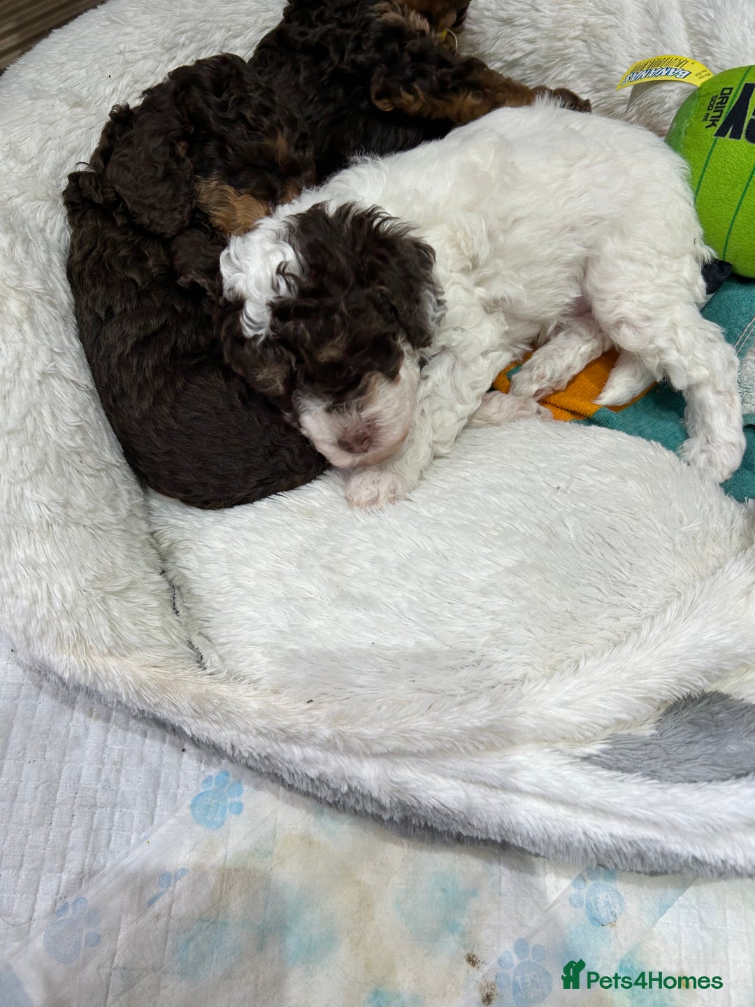 Toy Poodle dogs for sale: Toy poodle boy chocolate and white  - Advert 9