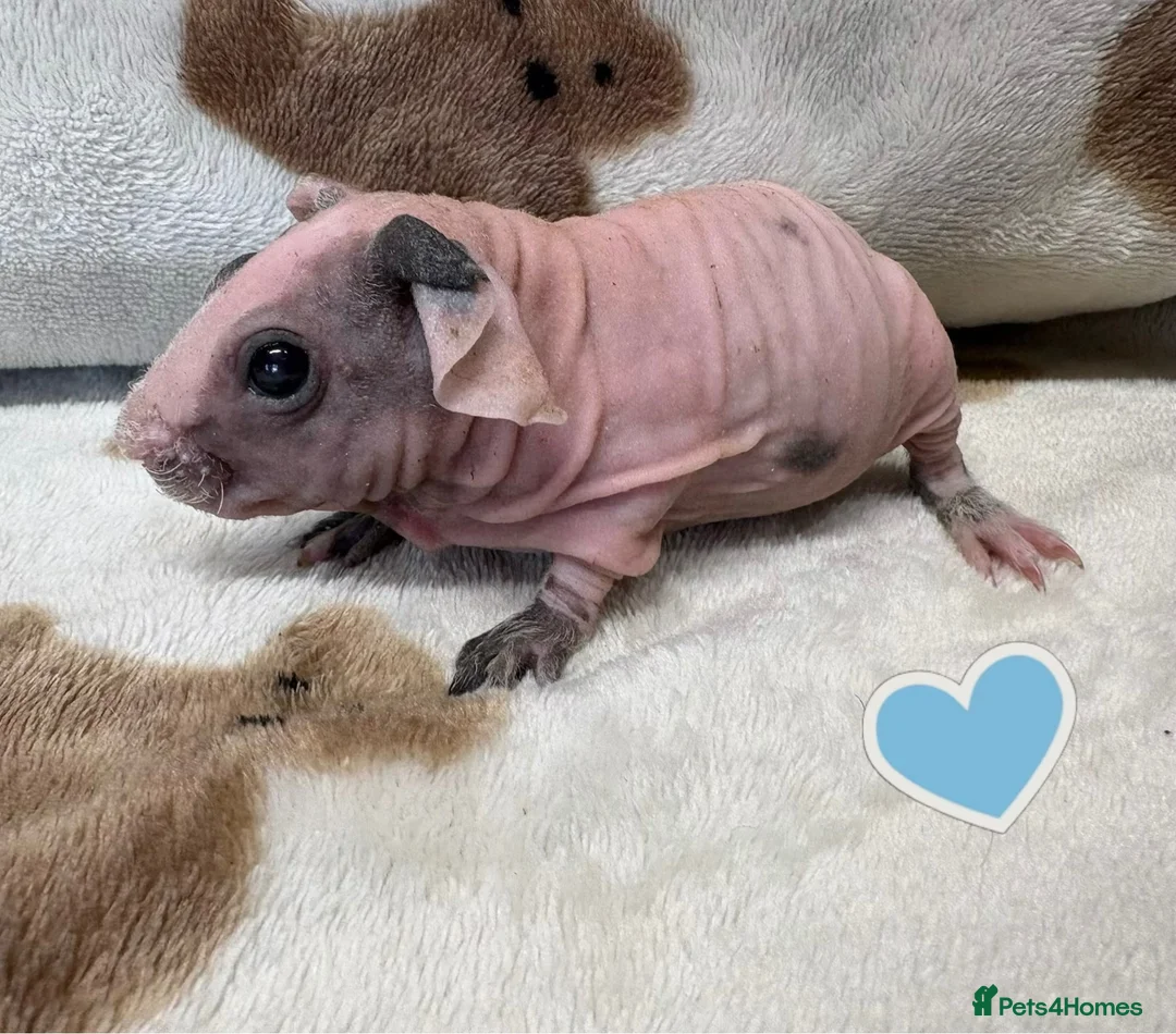 Guinea Pig rodents for sale: Skinny pig sows and boars - Rescue - Advert 4