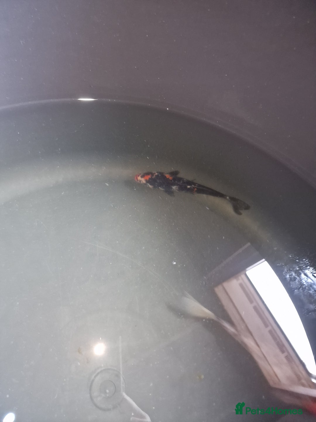 Koi Carp fish for sale: Koi for sale - Image 11