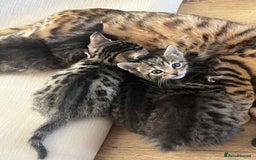 Bengal cats for sale: Bengal kittens - Image 19