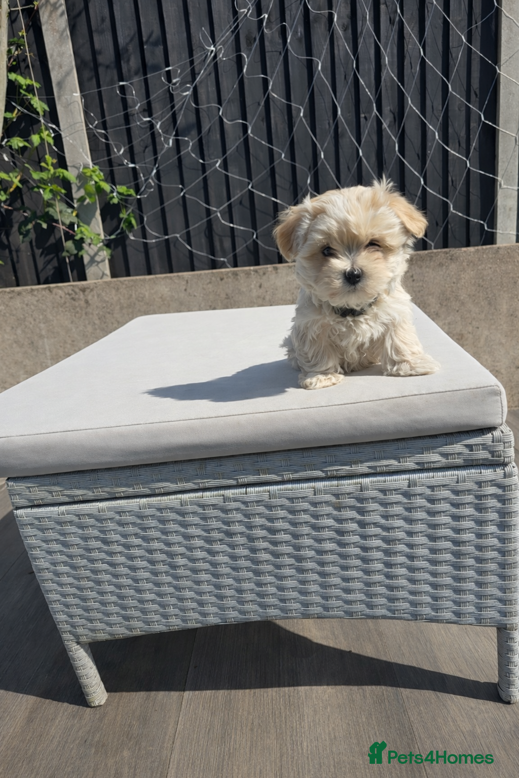 Maltipoo dogs  Extra small Korean Toy Maltipoo baby's  - Advert 18