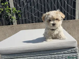 Maltipoo dogs Extra small Korean Toy Maltipoo baby's - Advert 18