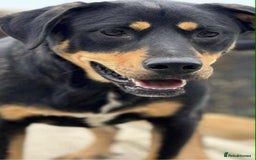 Mixed Breed dogs for adoption: Toffee and Treacle waiting for someone to love  - Image 7