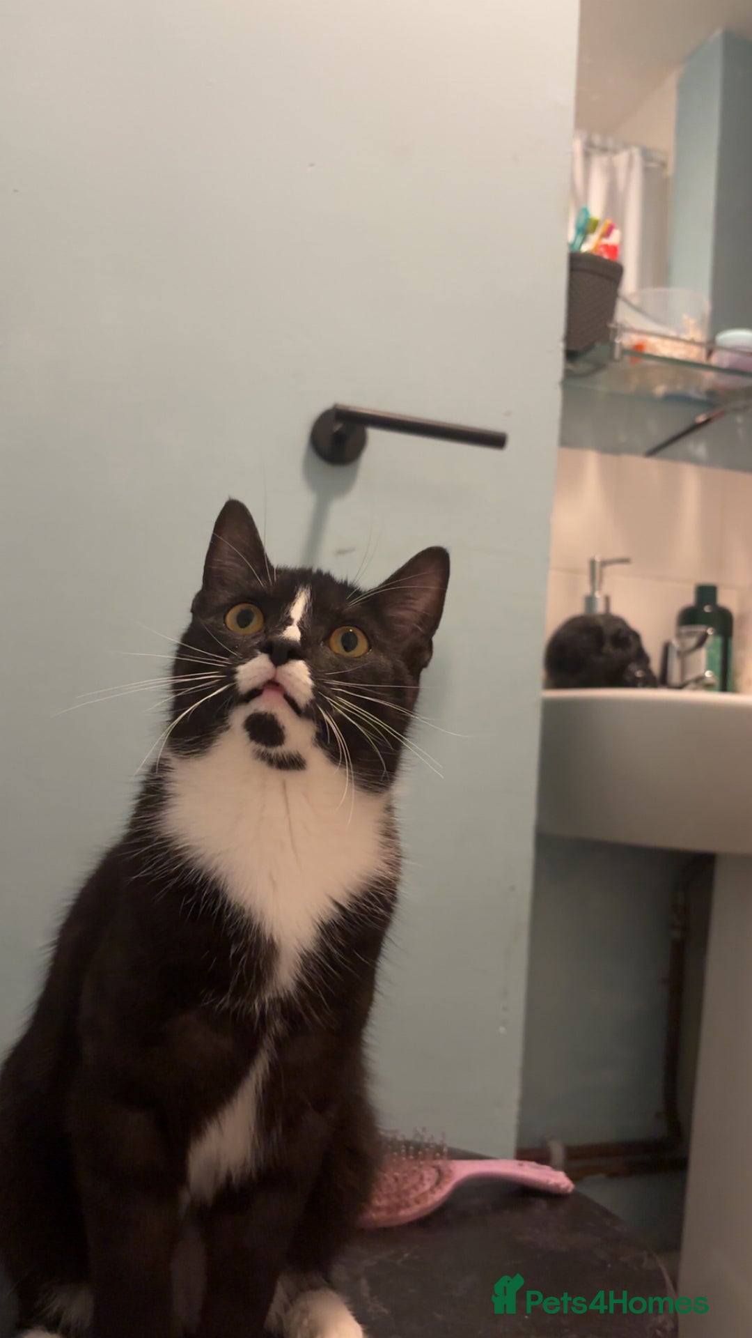 Domestic Shorthair cats for sale: Kitten for sale  - Image 3