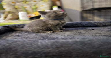 British Shorthair cats - Advert 12
