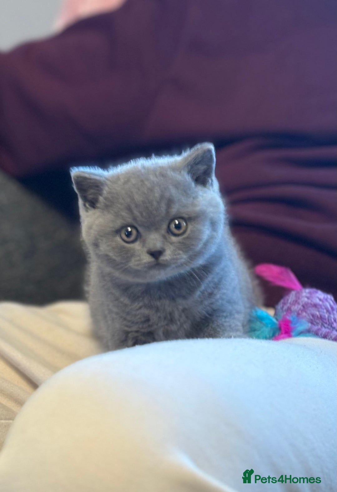 British Shorthair cats for sale: British Shorthair Male Kitten (GCCF) - Advert 17
