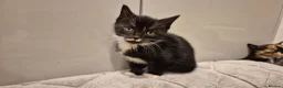 Mixed Breed cats for sale: 6 lovely kittens - Advert 9