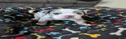 Olde English Bulldogge dogs for sale: Quality Chunky Olde English bulldogge puppies - Advert 27