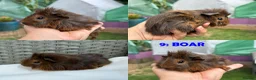 Guinea Pig rodents for sale: Guinea Pigs - Ready Now - Advert 18