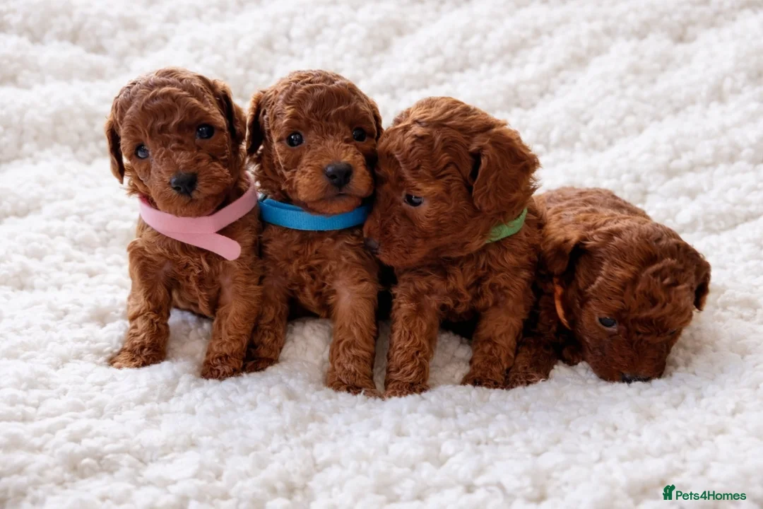 Toy Poodle dogs for sale: Exceptional Tiny Toy Poodle Puppies in Shoreham-by-Sea - Advert 2