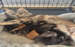 Maine Coon cats for sale: Maine Coon x siberian - Image 12