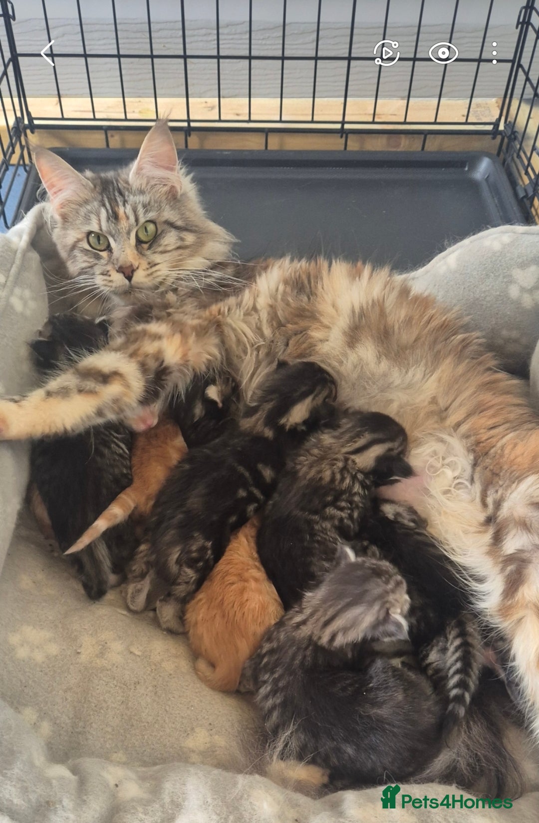 Maine Coon cats for sale: Maine Coon x siberian - Image 12
