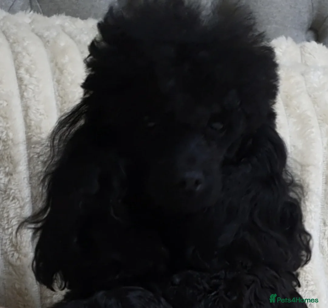Toy Poodle dogs for sale: Tiny Toy Poodle puppies ready to leave 1st March - Advert 8