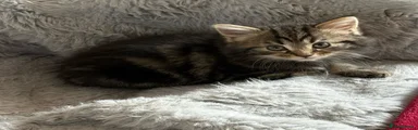 British Shorthair 4