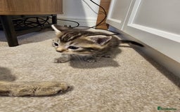 Mixed Breed cats for sale: Five Stunning Bengal X Kittens For Sale  - Image 6