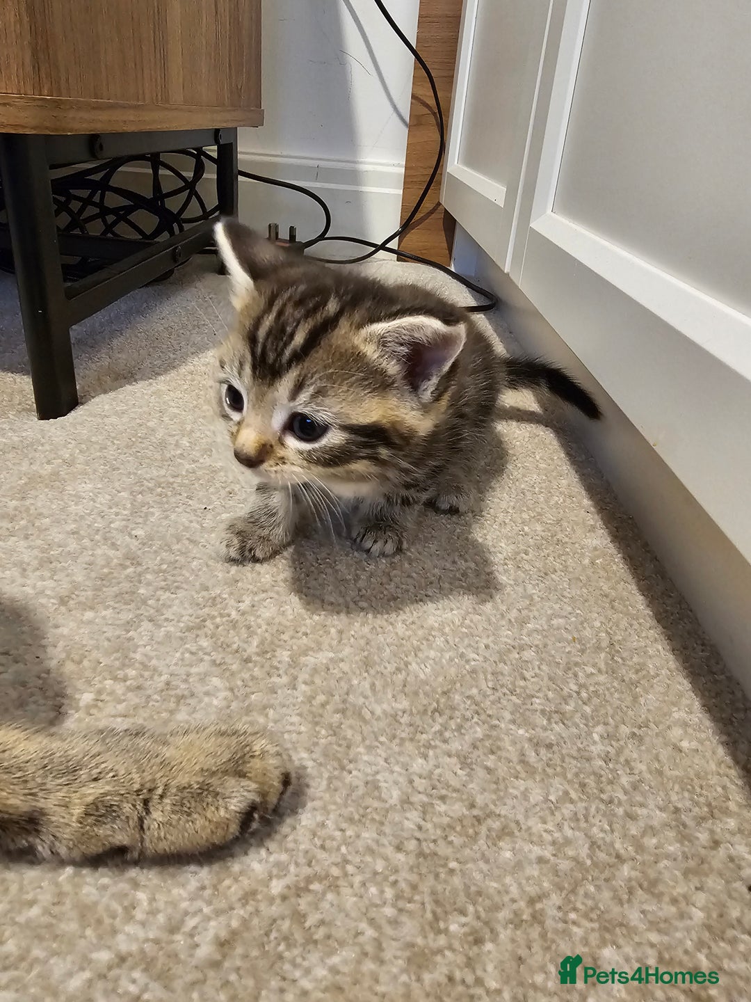 Mixed Breed cats for sale: Five Stunning Bengal X Kittens For Sale  - Image 6
