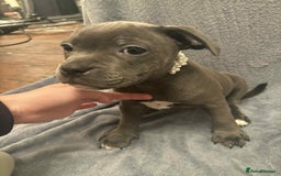 Staffordshire Bull Terrier dogs for sale: Blue staffs ready to go adorable pups - Image 6