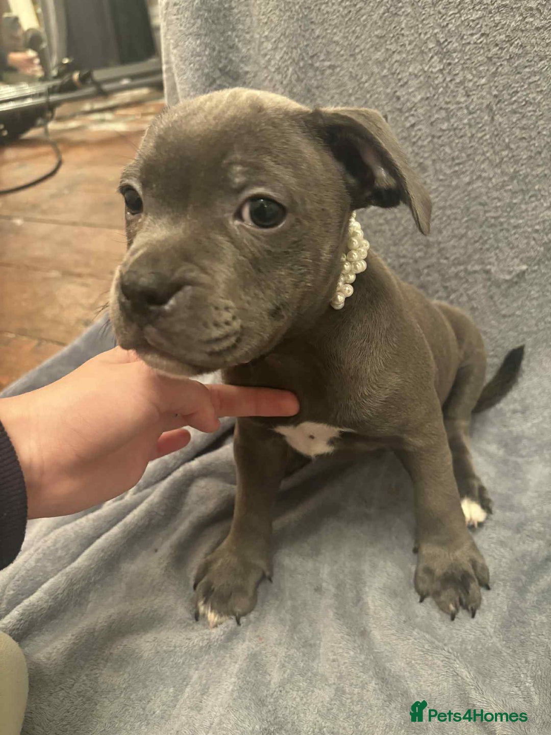 Staffordshire Bull Terrier dogs for sale: Blue staffs ready to go adorable pups - Image 6