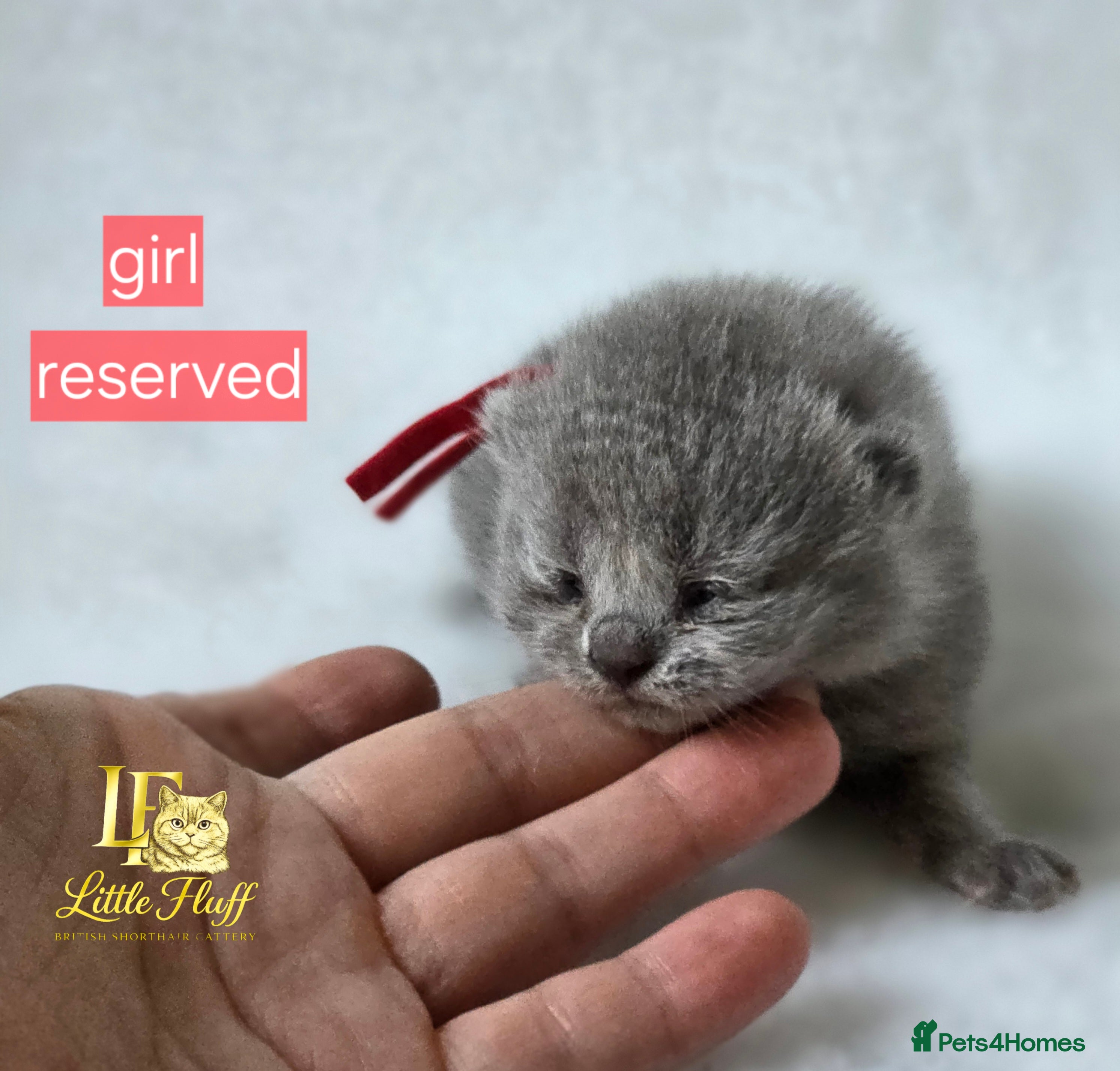 British Shorthair cats GCCF Registered British Shorthairs - Advert 2