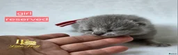 British Shorthair cats for sale: GCCF Registered British Shorthairs - Advert 2