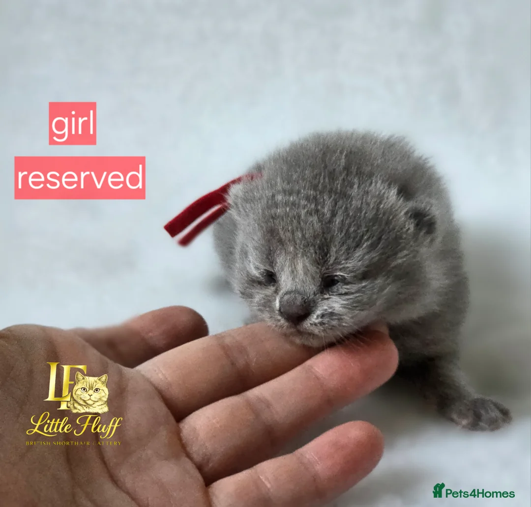 British Shorthair cats for sale: GCCF Registered British Shorthairs - Advert 2