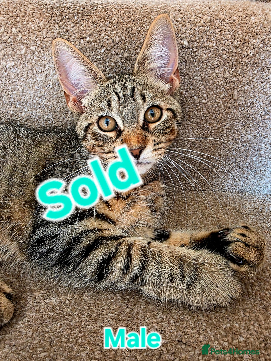 Mixed Breed cats for sale: 3 Maine Coon X Kittens Ready To Leave!!! - Image 13