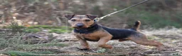 Mixed Breed dogs for sale: Lakeland bulls or bull lakelands  - Advert 2
