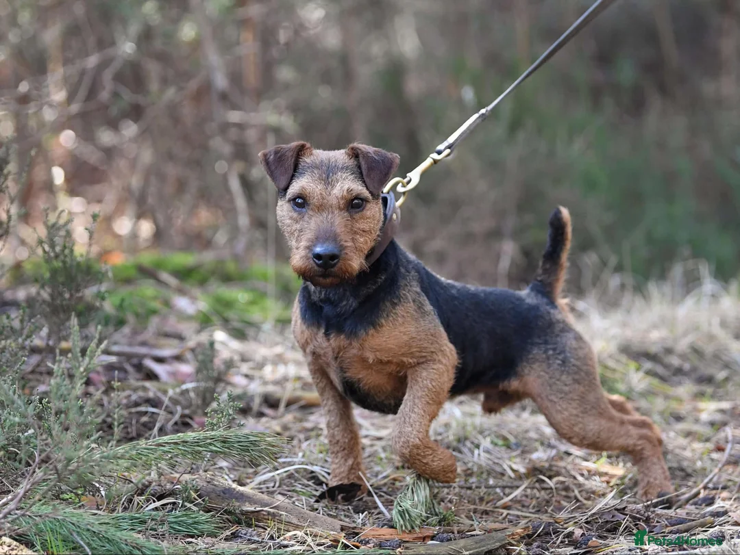 Mixed Breed dogs for sale: Lakeland bulls or bull lakelands  - Advert 2