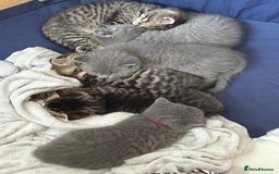 British Shorthair cats for sale: 6 Gorgeous British Shorthairs for sale  - Image 10