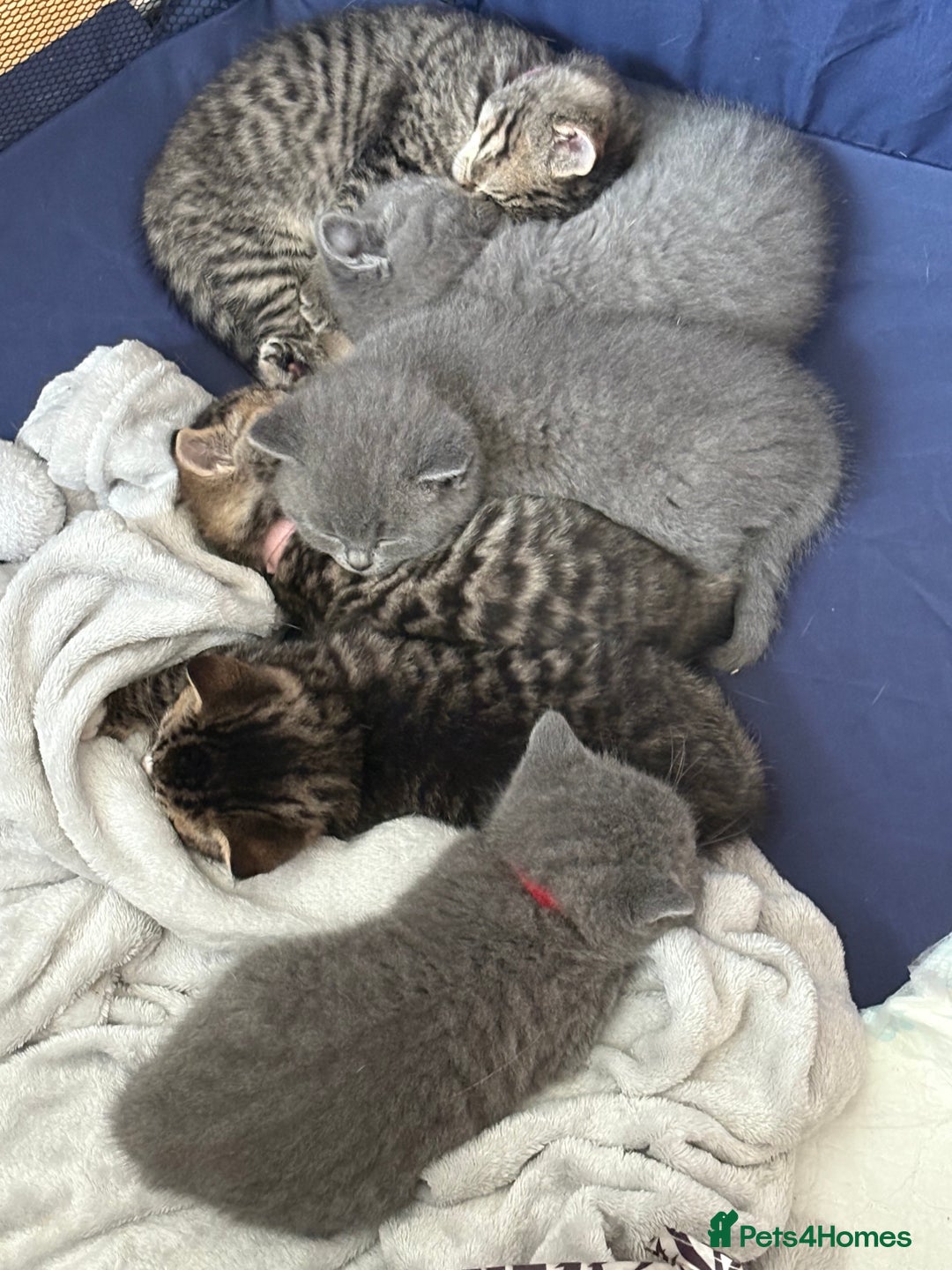 British Shorthair cats for sale: 6 Gorgeous British Shorthairs for sale  - Image 10