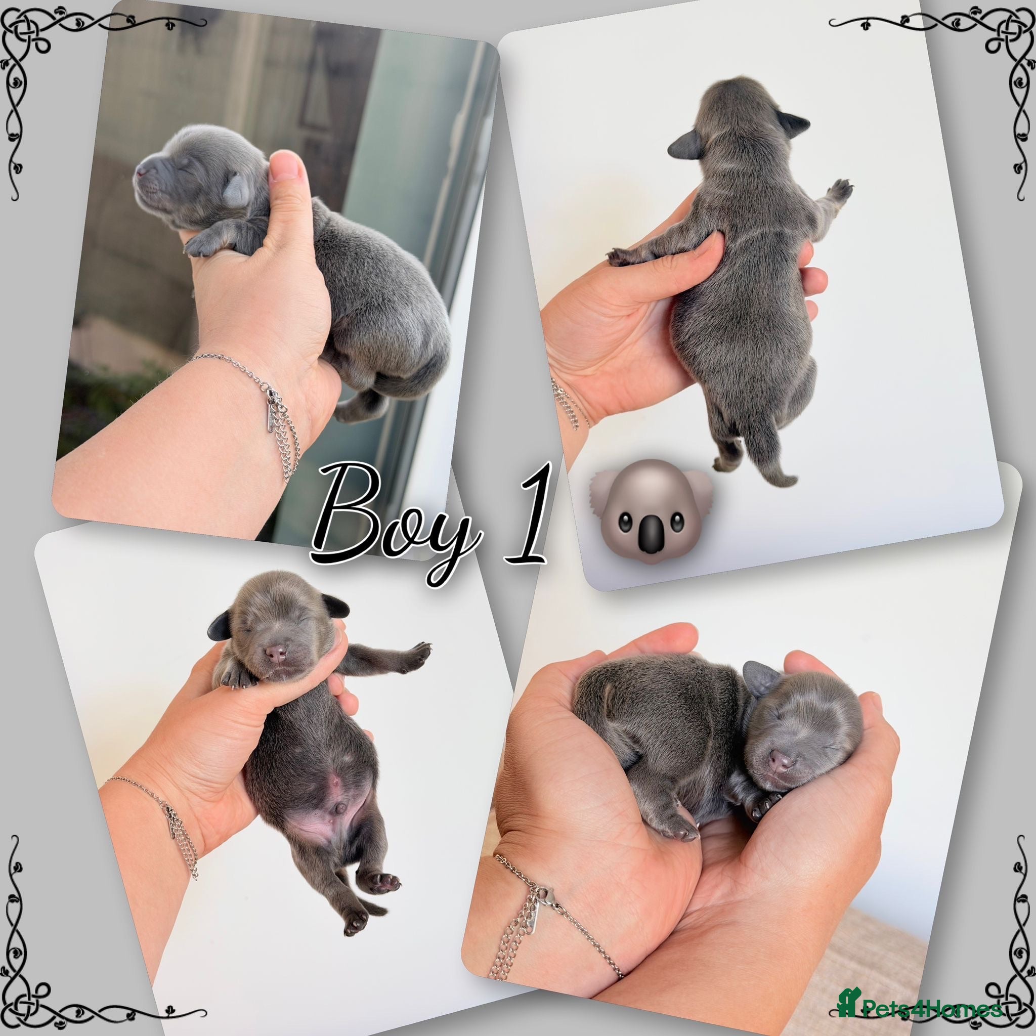 Mixed Breed dogs Dachshund X Pomeranian puppies  - Advert 17