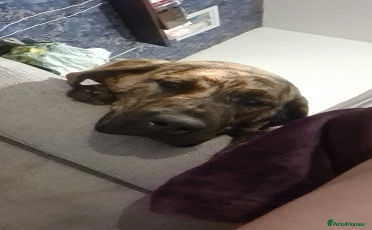 Mixed Breed dogs 9month old pup called Coco - Advert 1