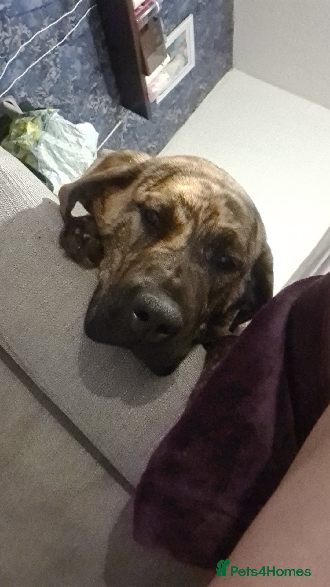 Mixed Breed dogs for sale: 9month old pup called Coco - Advert 1