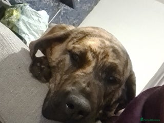 Mixed Breed dogs 9month old pup called Coco - Advert 1