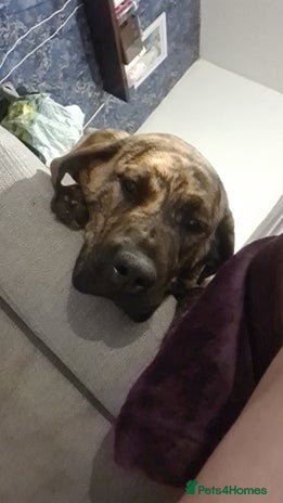 Mixed Breed dogs 9month old pup called Coco - Advert 1