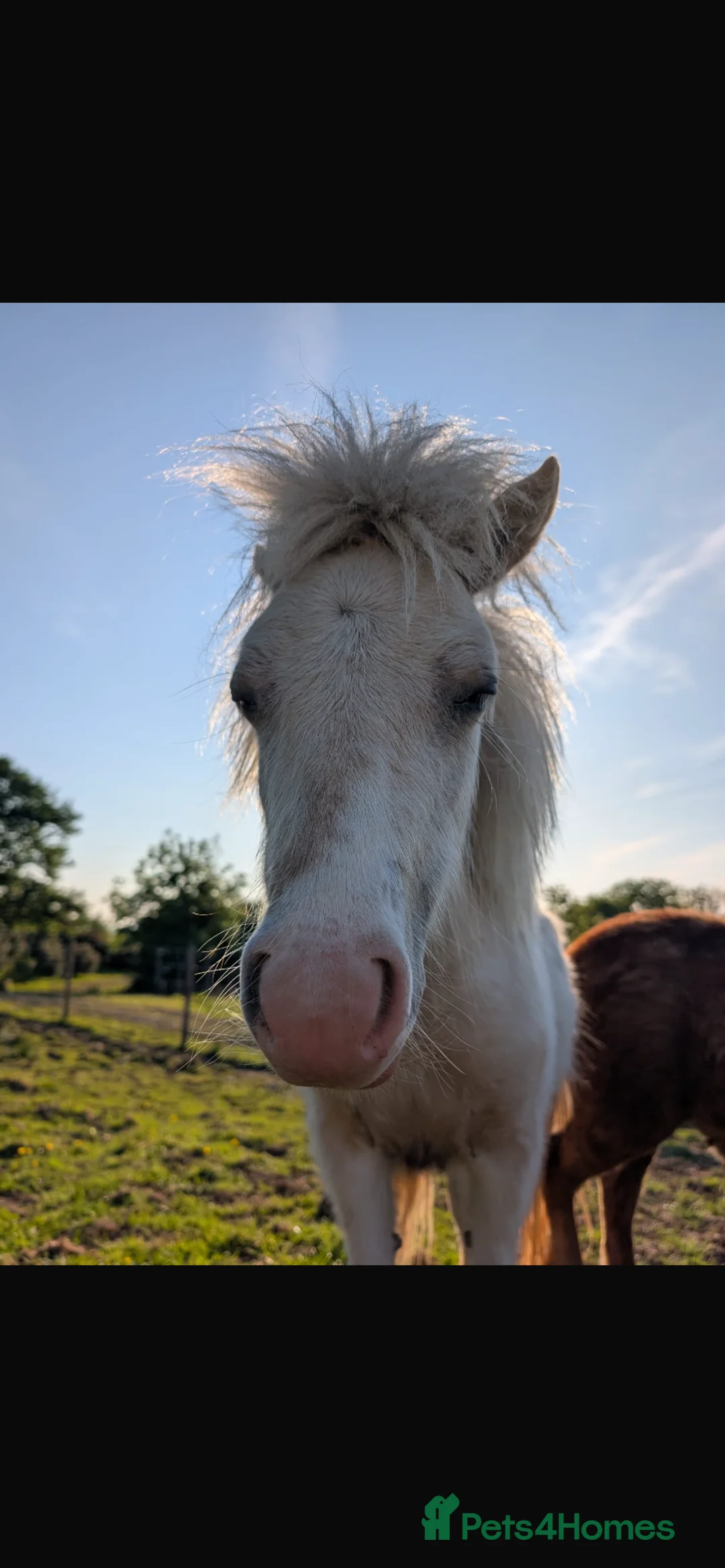 Miniature horses for sale: 2 Pali & white mini Shetlands  - Advert 15