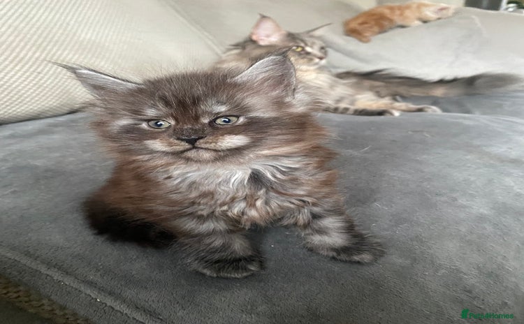 Maine Coon cats 4 beautiful Maine Coone kittens  - Advert 8