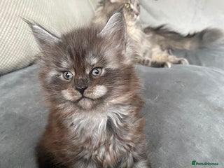 Maine Coon cats 4 beautiful Maine Coone kittens - Advert 16