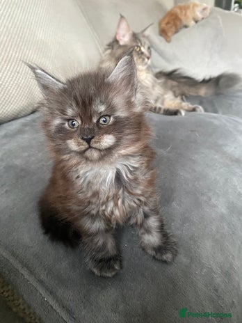 Maine Coon cats 4 beautiful Maine Coone kittens - Advert 1