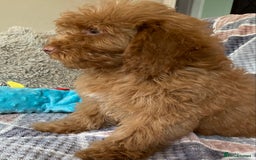 Cockapoo dogs for sale: Stunning fox red cockapoo puppies PRA clear  - Image 5