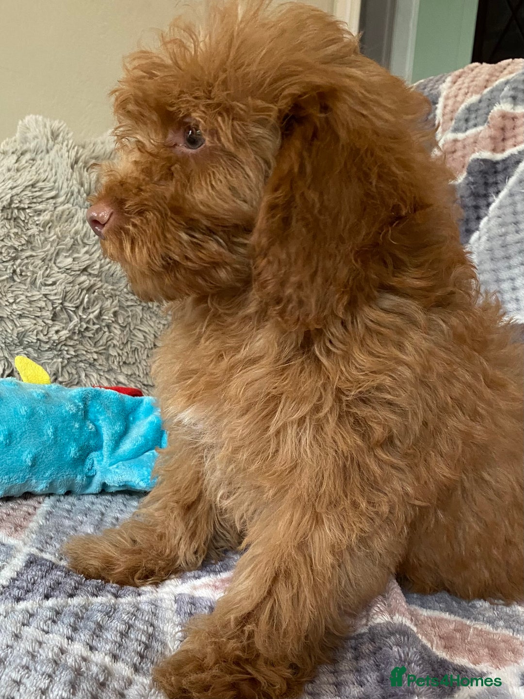 Cockapoo dogs for sale: Stunning fox red cockapoo puppies PRA clear  - Image 5