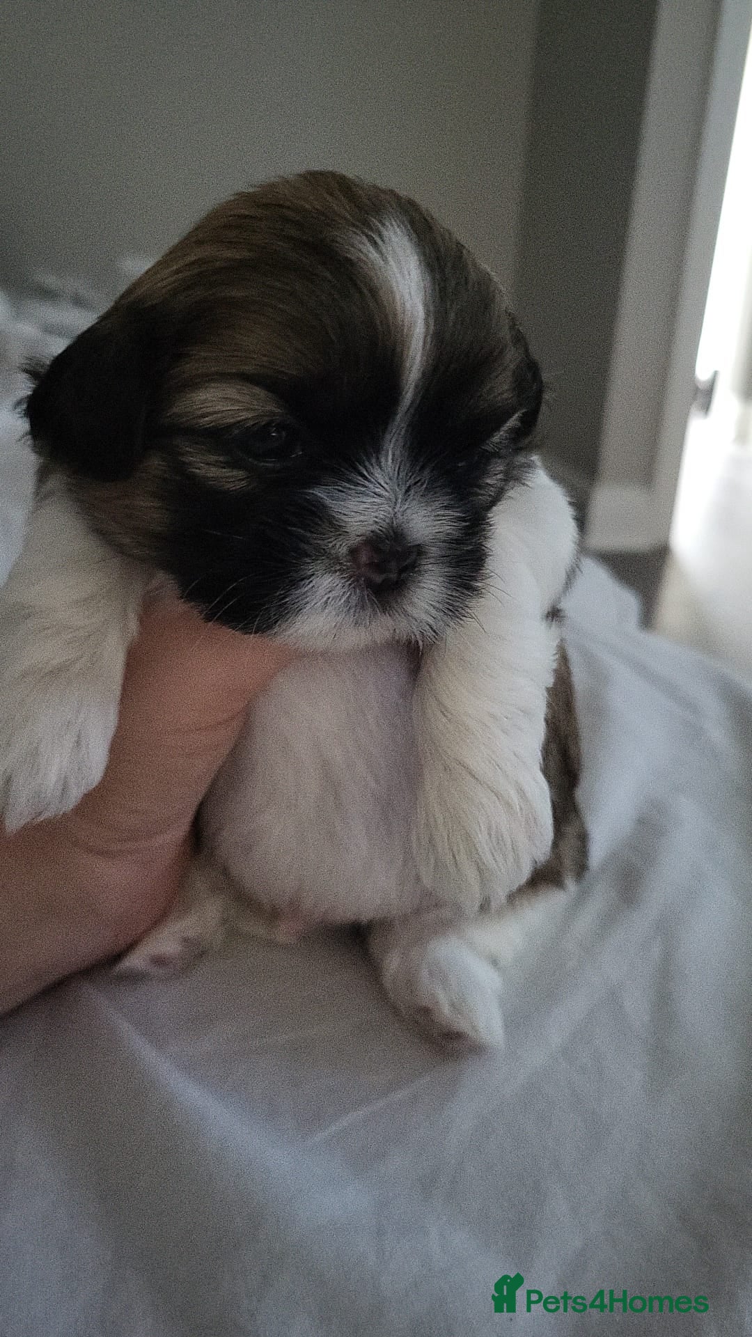 Shih Tzu dogs for sale: Beautiful shihtzu puppies  - Advert 18
