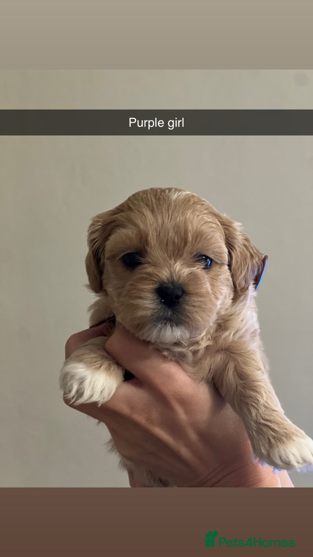 Shihpoo dogs for sale: Shihpoo puppies looking for homes - Advert 17