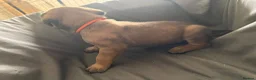 Presa Canario dogs for sale: Presa Canario Puppies Availale  - Advert 25