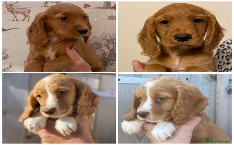 Cocker Spaniel dogs - Advert 1