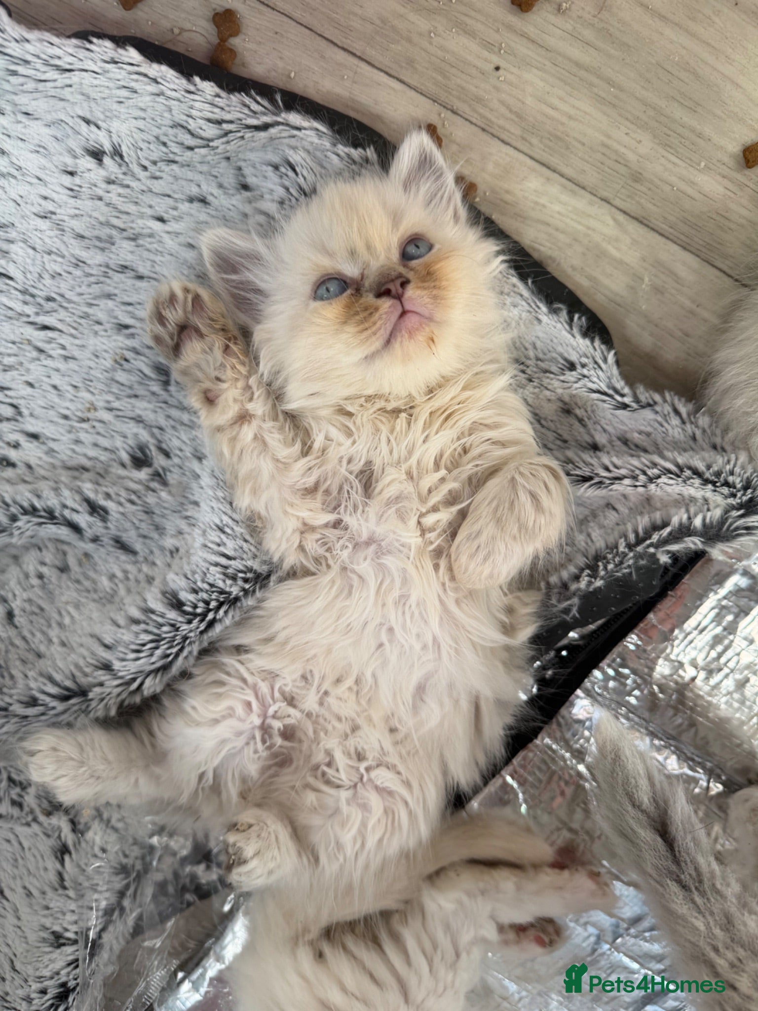 Perdoll cats Stunning Perdoll kittens ⭐️⭐️⭐️ - Advert 2