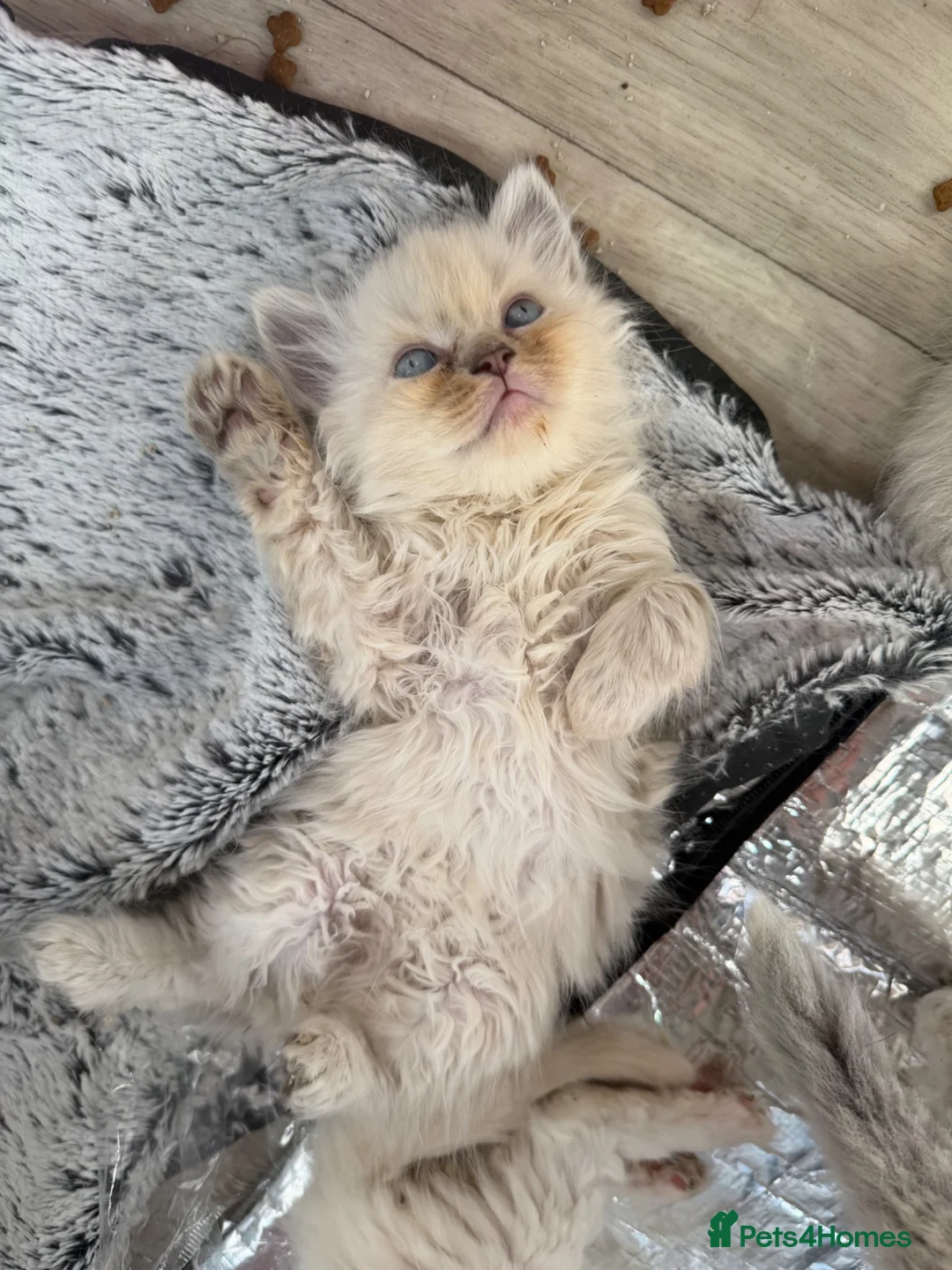 Perdoll cats for sale: Stunning Perdoll kittens ⭐️⭐️⭐️ - Advert 2